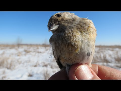 Видео: Ловля птиц.Песочные реплова,щеглы.