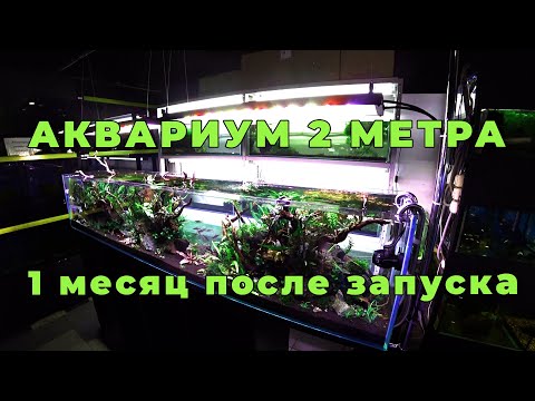 Видео: Аквариум 2 метра. 1 месяц. Оборудование. Запустили рыбу.