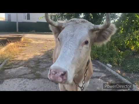 Видео: КУПИЛ КОРОВУ за 79.000₽ и 5.000₽ доставка
