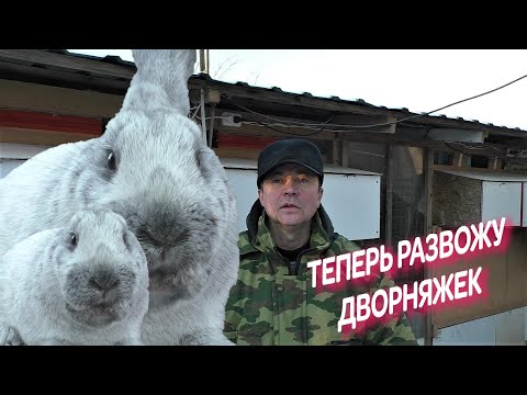 Видео: НАЧАЛ РАЗВОДИТЬ КРОЛИКОВ ДВОРНЯЖЕК Кролики содержание и разведение