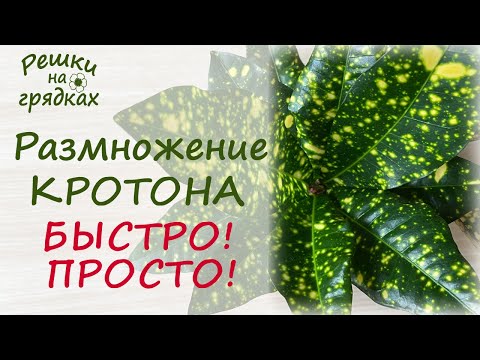 Видео: Как размножить кротон черенками? 100% результат!