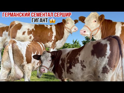 Видео: 3-САР ГЕРМАНСКИЙ СЕМЕНТАЛ СЕРШИР ВА ДУ САР ЧЁРНОЕ ПЁСТРЫ 8 октября 2025 г.