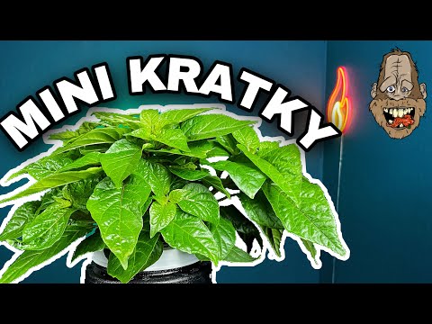 Видео: Как сохранить гидропонные растения Kratky маленькими и густыми