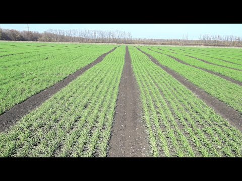 Видео: С какой нормой нужно сеять озимую пшеницу