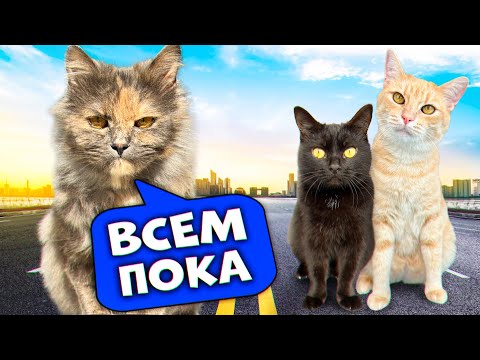 Видео: Последний день голодной кошки с нашими домашними животными / SANI vlog