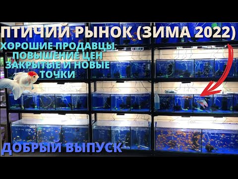 Видео: ПТИЧИЙ РЫНОК САДОВОД МОСКВА (ЗИМА 2022) l АДЕКВАТНЫЕ ПРОДАВЦЫ, ЗАКРЫТЫЕ  ТОЧКИ, ПОВЫШЕНИЕ ЦЕН И ДР.