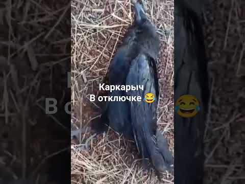 Видео: каркарыч переел