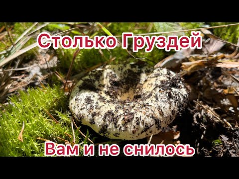 Видео: МЕЧТА ГРИБНИКА. ПОЛНЫЙ ЛЕС ГРУЗДЕЙ.ГРУЗДИ В ЛЕСУ