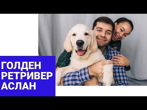 Видео: Золотистый Ретривер | ВЛОГ с 3.5 до 5 месяцев | Щенок Голден Ретривера