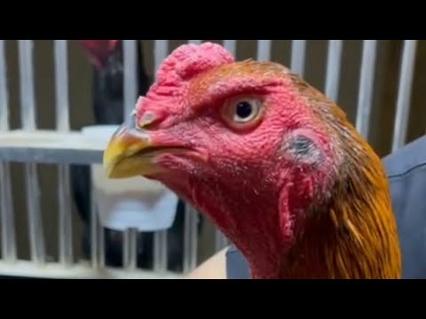 Видео: АССАЛОМУ АЛЛЕКУМ ХАММАГА ПАРВОЗЛАР УЧУН 