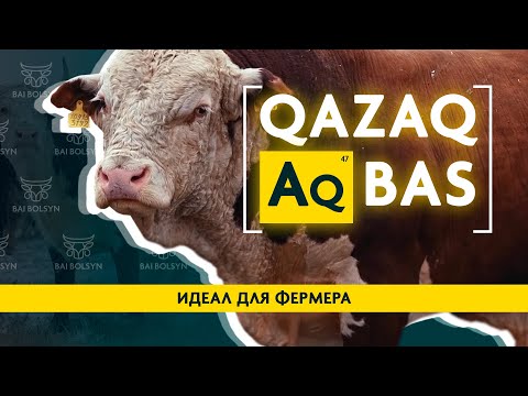 Видео: Казахская белоголовая — идеал для фермера? Где купить, плюсы и минусы, содержание, откорм, привесы