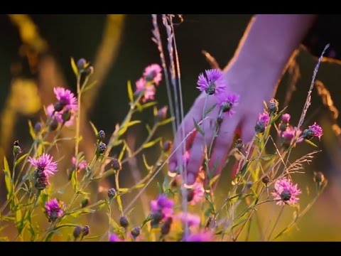 Видео: Обида. Наталья Шевченко.