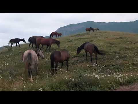 Видео: Северная Осетия. п. Верхний Фиагдон.  17.07.2024г.