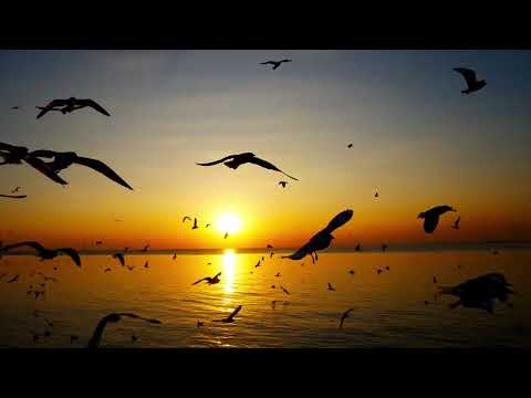 Видео: 💖 НЕОКЛАССИКА 🌿 ЛЕЧЕБНАЯ МУЗЫКА для души: "REMIZ - #Beautiful"  💖 #красиваяприрода #неоклассика