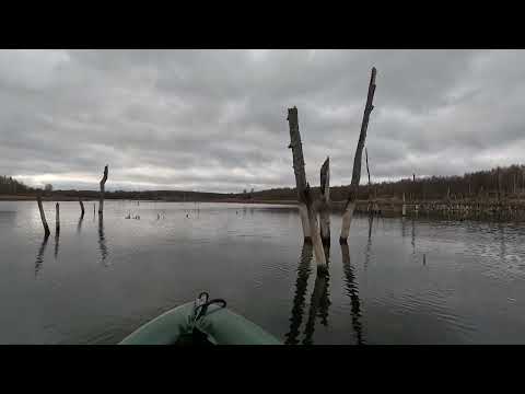 Видео: Водная прогулка по озеру и р. Упокой. Лебеди🦢