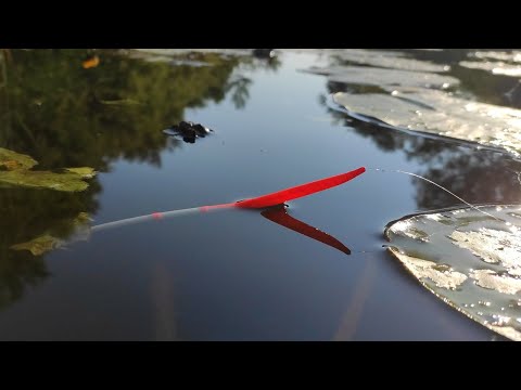 Видео: Крупный КАРАСЬ, ЛЕЩ - натаскал ТАЗИК !! Рыбалка на поплавок летом