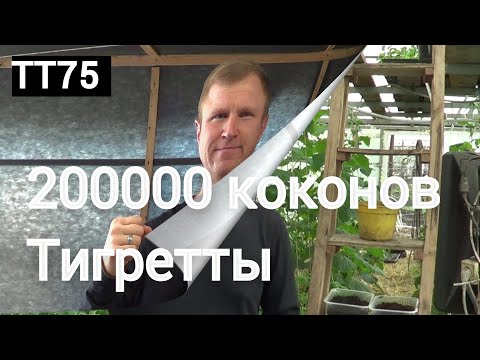 Видео: ТТ75 200000 Тигретты коконов от Андрея Ткаченко