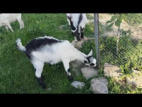 Видео: Альпиские козлята