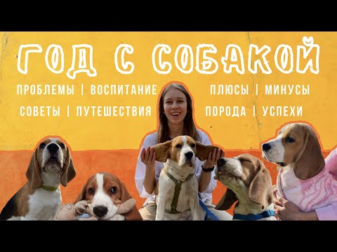 Видео: 8. ГОД С СОБАКОЙ | жизнь с биглем, опыт, советы | KURSKAYA