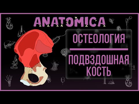 Видео: Подвздошная кость / Кости таза / Остеология