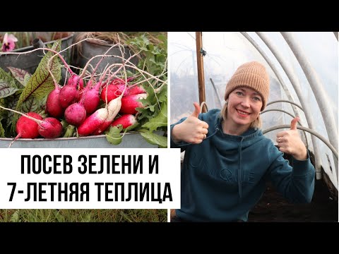 Видео: Они ей говорили, что теплица сгниет за год! Ранний посев зелени в теплицу, которой уже 7 лет