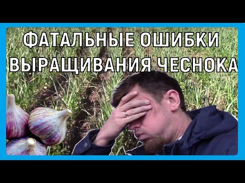 Видео: ФАТАЛЬНЫЕ ОШИБКИ ВЫРАЩИВАНИЯ ЧЕСНОКА