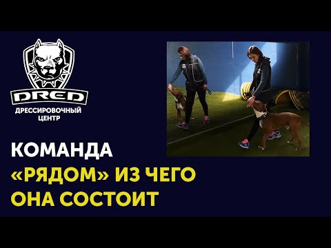 Видео: Как научить собаку команде "рядом" | Что такое команда "рядом" |  Из чего состоит "рядом"
