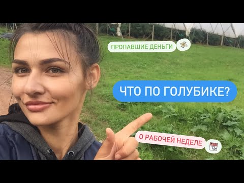 Видео: Как прошла рабочая неделя. Рвём траву на голубике. Работа в Шотландии