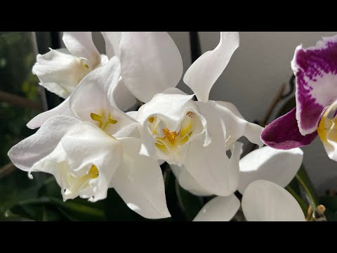 Видео: Новинки в коллекции 🙈🙉🙊🦋❤️‍🔥