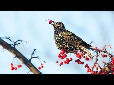 Видео: Как защитить черешню от скворцов и других пернатых