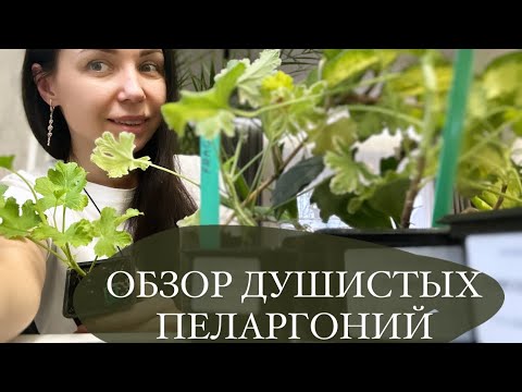 Видео: Душистые пеларгонии от All My flowers. Душистая герань