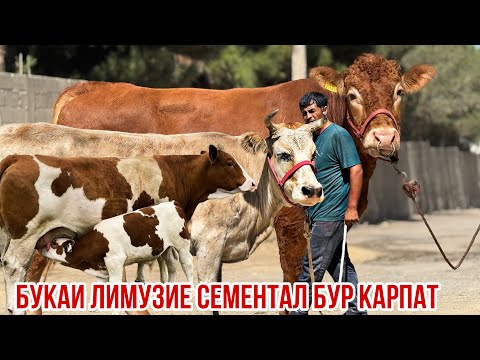 Видео: Бур карпат Сементал оча бача буқаи Лимузин 11 сентября 2025 г.