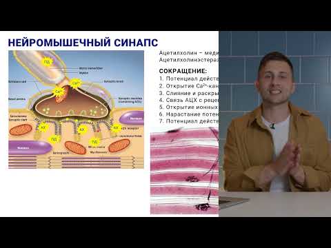 Видео: 15. Нейромышечный синапс, физиология химического синапса