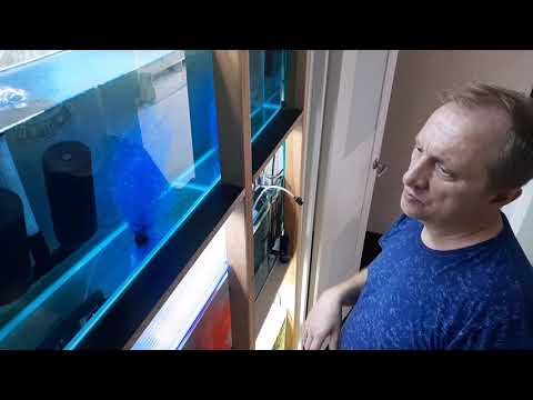 Видео: Коридорас Джули разведение. часть 3-я. Инкубация икры.