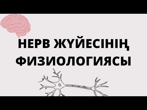 Видео: Нерв жүйесі физиологиясы😁