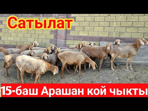 Видео: Арашан койлор сатылат 15-баш тел:0551574550
