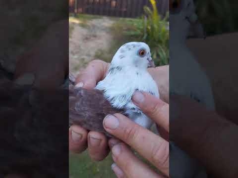 Видео: березовые