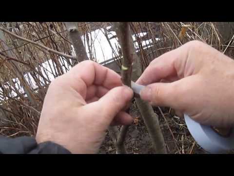 Видео: Прививка груши весной