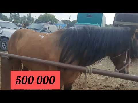 Видео: Айғыр, мініс аттар Бәйдібек би ауылы мал базар 04 06 23.