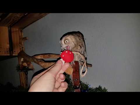 Видео: Ночные приключения совы сплюшки Ыти, филинских пушинок, грибов и мандаринки.