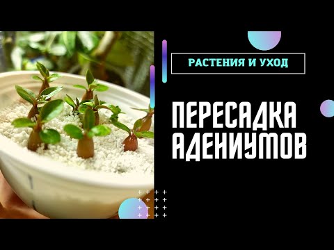 Видео: АДЕНИУМ Пересадка молодых прививок и сеянцев РО #адениум #adenium