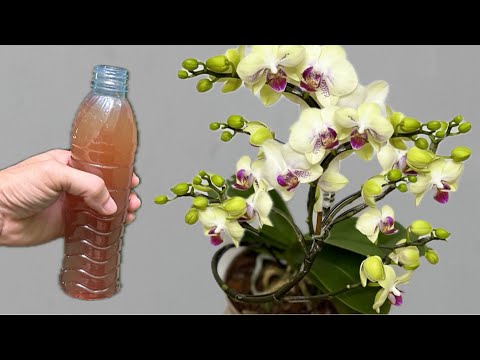 Видео: 1 флакон в неделю - орхидея неожиданно быстро укореняется и цветет круглый год!