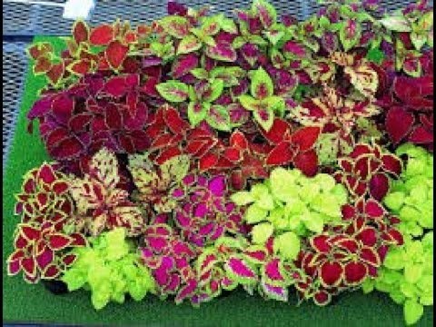 Видео: КОЛЕУСЫ, посадка черенков. Последняя красота!