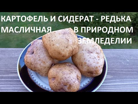 Видео: Картофельник и сидераты в природном земледелии.