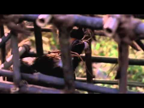 Видео: Повелитель зверей 1 сезон  (7 серия)