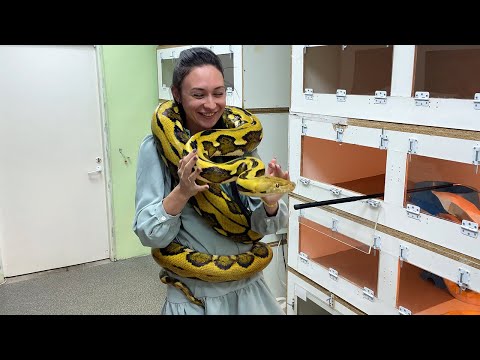 Видео: САМЫЕ БОЛЬШИЕ ЗМЕИ ПЛАНЕТЫ /  В гостях у Дмитрия Собина
