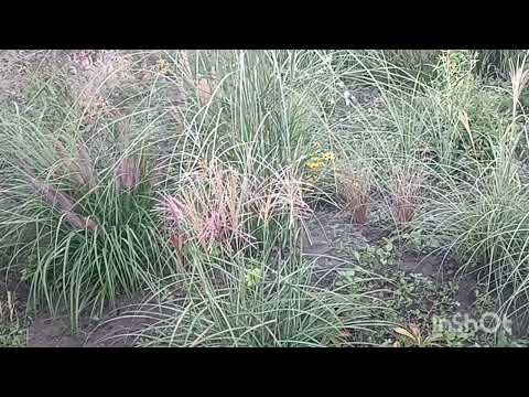 Видео: Сад півдняКормимо риб і свинейТрохи прогулянкиКопаю меморі і Еріантус, поділки еріантусу
