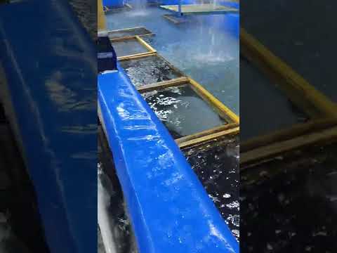 Видео: Форель чабактары инкубация