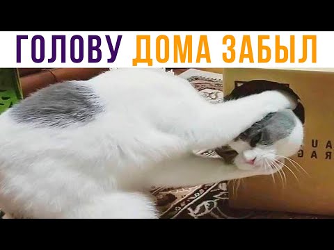 Видео: Забыл голову дома) Приколы с котами | Мемозг 591