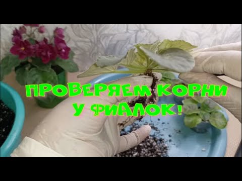Видео: Пересаживаю  и просматриваю корни у фиалок, самое уязвимое  место у фиалок!